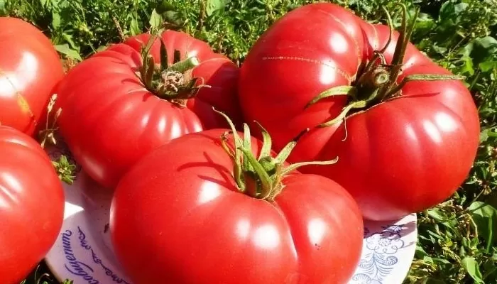 Когда сажать помидоры на рассаду в 2019 году по лунному календарю | byche serdce