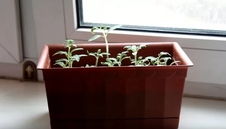 Выращивание рассады помидор в домашних условиях | 1ysnyrnr36nd