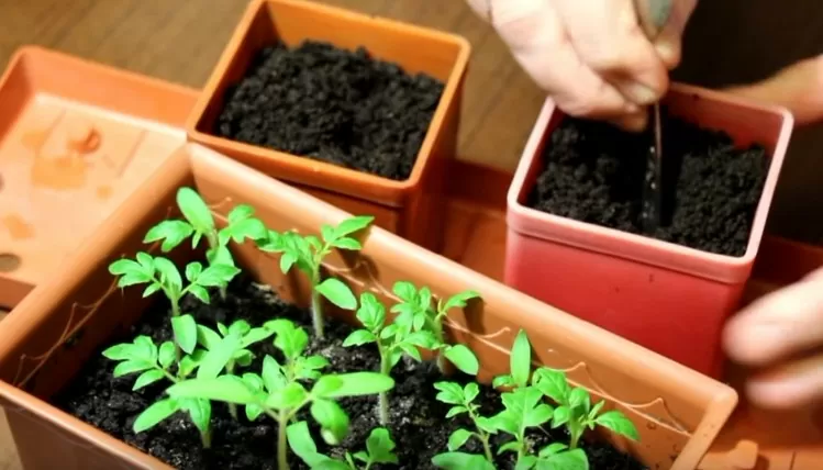 Выращивание рассады помидор в домашних условиях | nsnrnsrt35