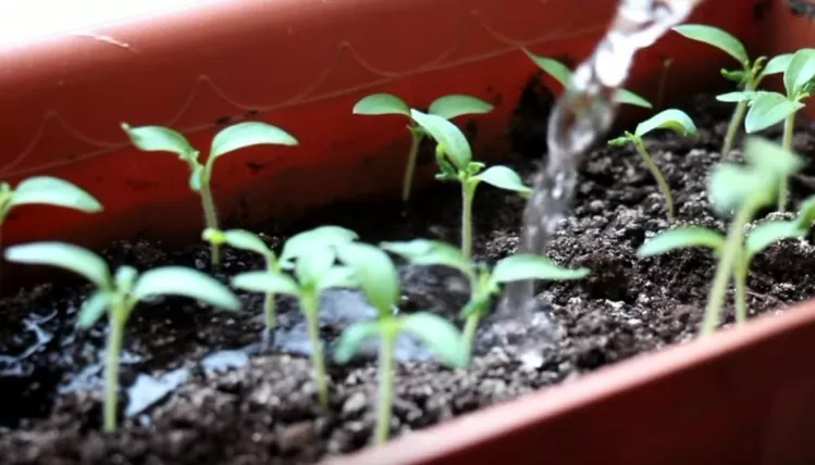 Выращивание рассады помидор в домашних условиях | nysnrns56fng