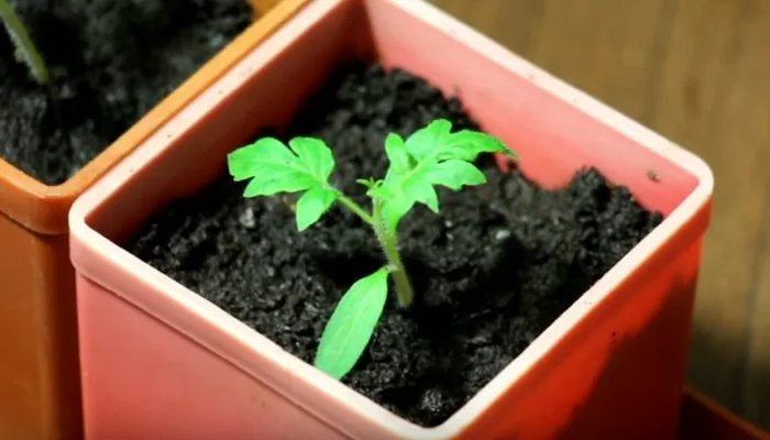 Выращивание рассады помидор в домашних условиях | srtnsn546ffg