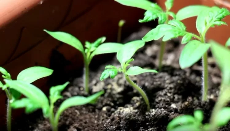 Выращивание рассады помидор в домашних условиях | stnatae35