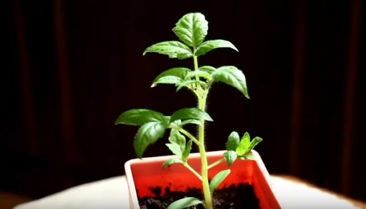Выращивание рассады помидор в домашних условиях | syrhtehaeha